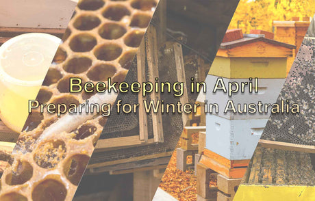 Beekeeping in April: Preparing for Winter in Australia