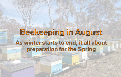 Beekeeping in August: 5 Beekeeping Tips for Australian Beekeepers