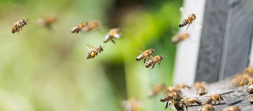 Nurturing Your Honey Bees in Spring: A Guide to Feeding and Nourishing