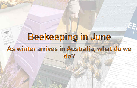Beekeeping in June: As winter arrives in Australia, what do we do as a Beekeeper?