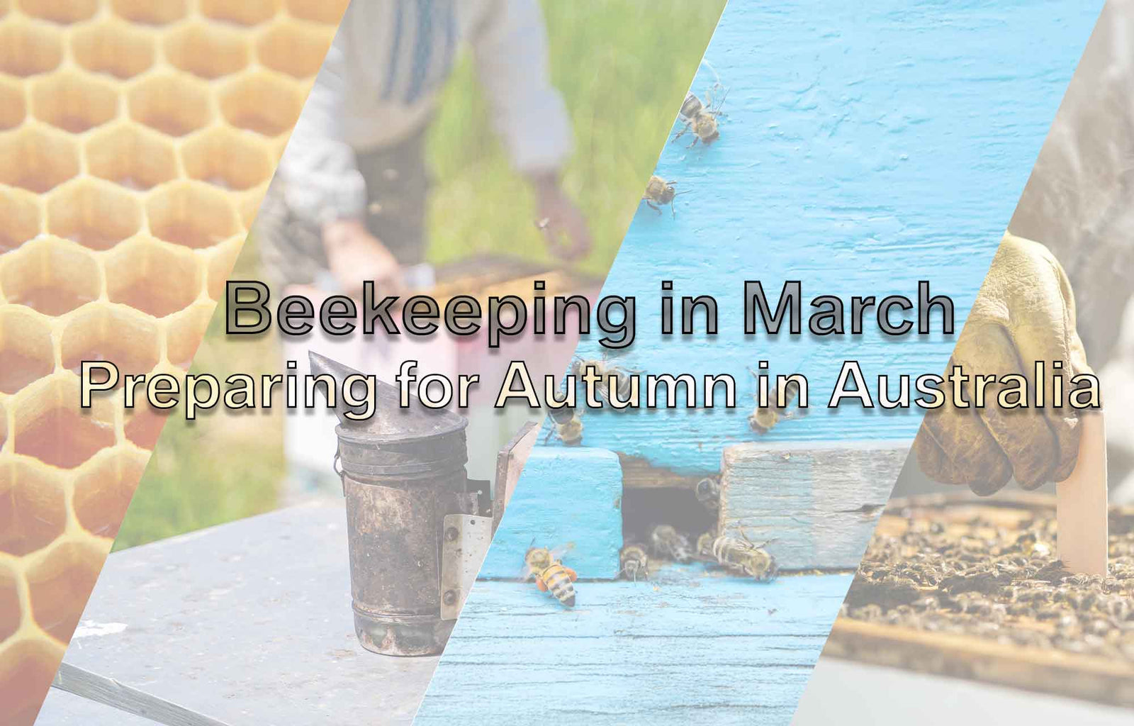 Beekeeping in March: Preparing for Autumn in Australia