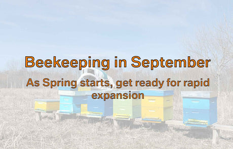 Beekeeping Tips for September in Australia