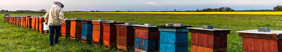 Langstroth Beehives for sale | Buzzbee
