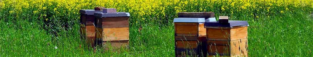 Bee Hive Kits and Packages | Buzzbee