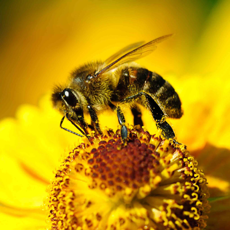Bee on summer Flower