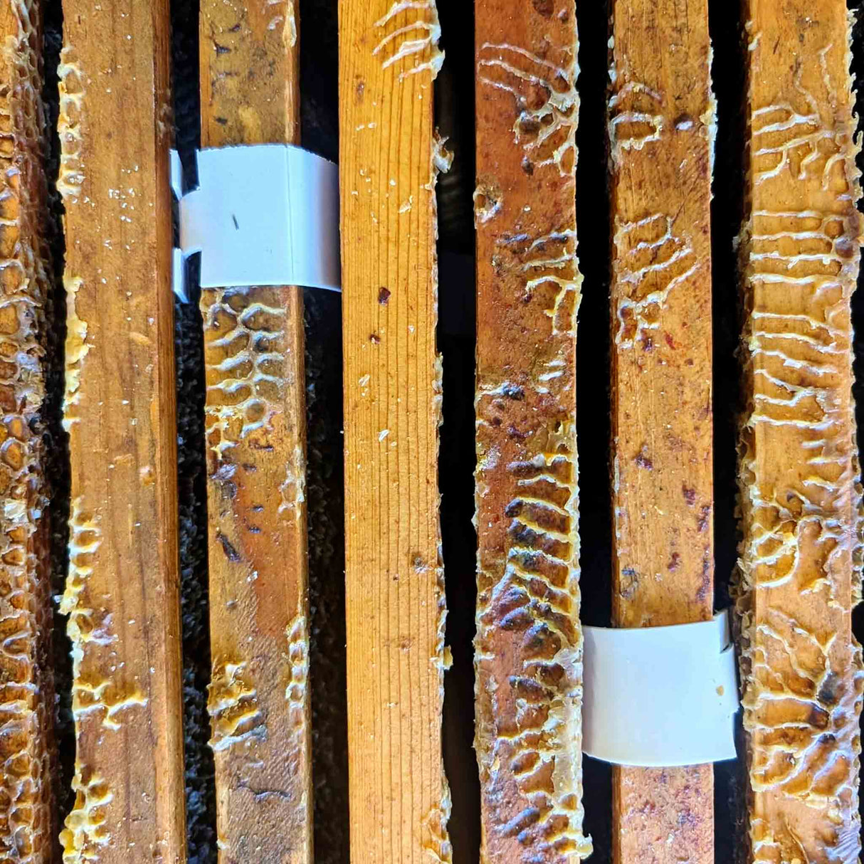 Apivar® Varroa Mite Treatment - Long-Acting Amitraz Control for Australian Beekeepers