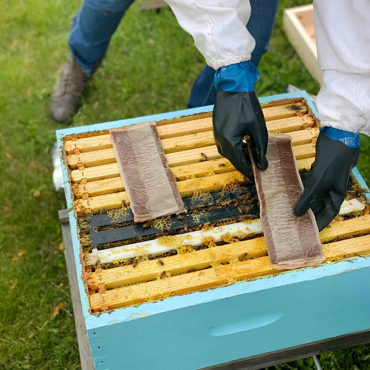 Formic Pro™ Varroa Mite Treatment – Fast, Effective Control for Australian Beekeepers