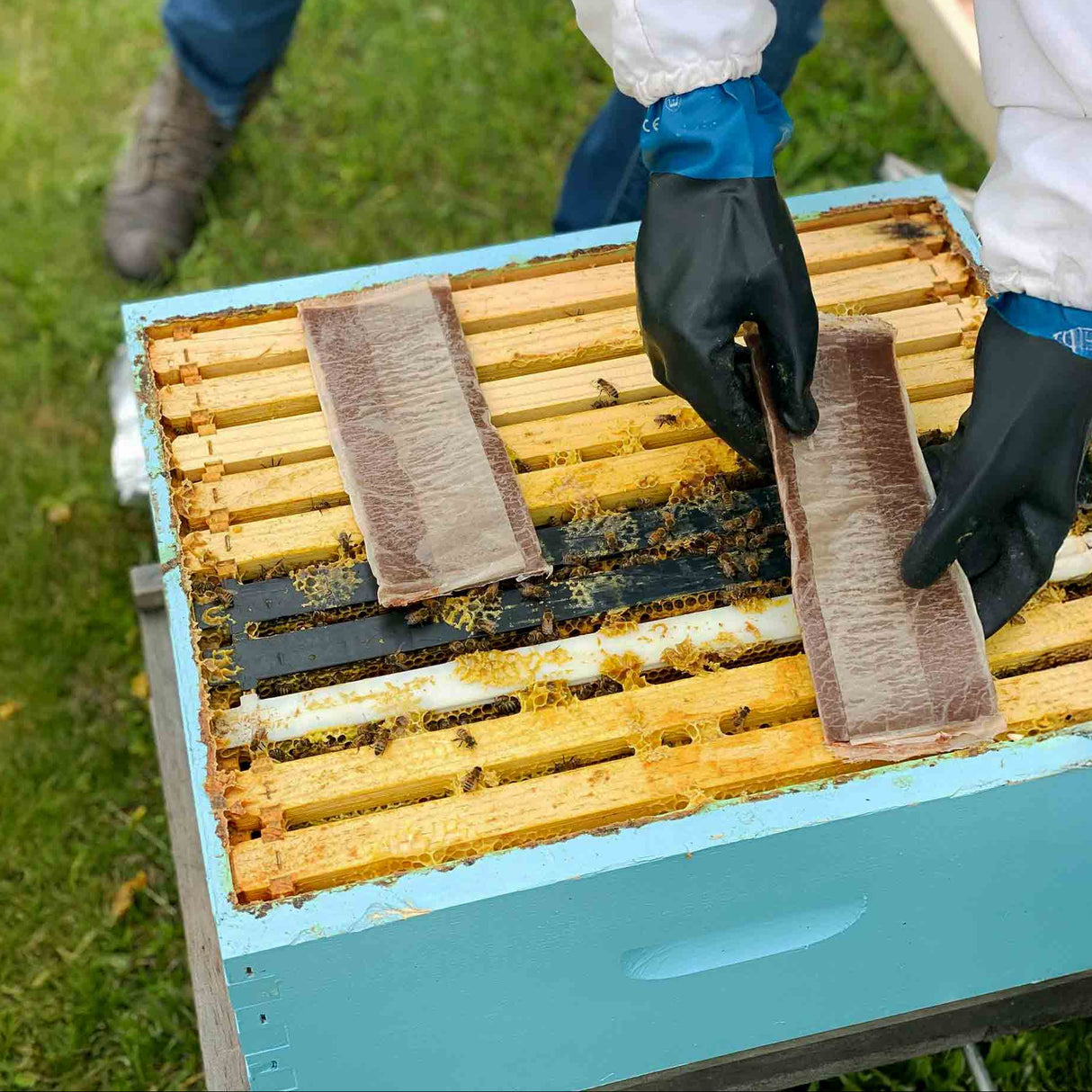 Formic Pro™ Varroa Mite Treatment – Fast, Effective Control for Australian Beekeepers - Varroa Treatments collection by Buzzbee Beekeeping Supplies