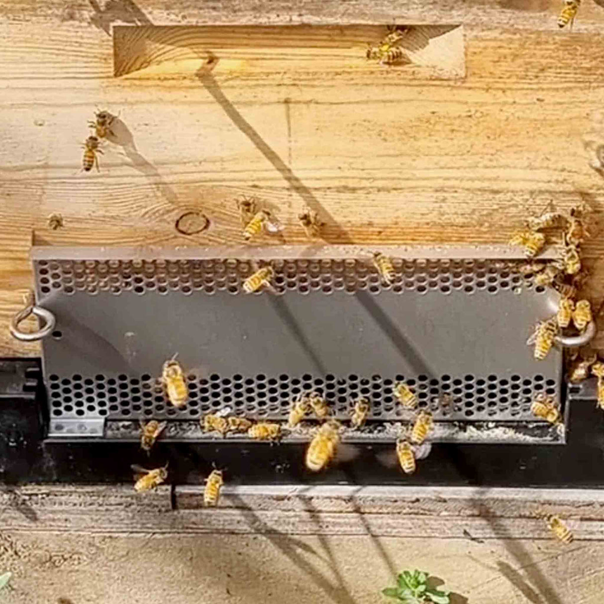 RobberGards™ – Stop Robbing Bees Fast