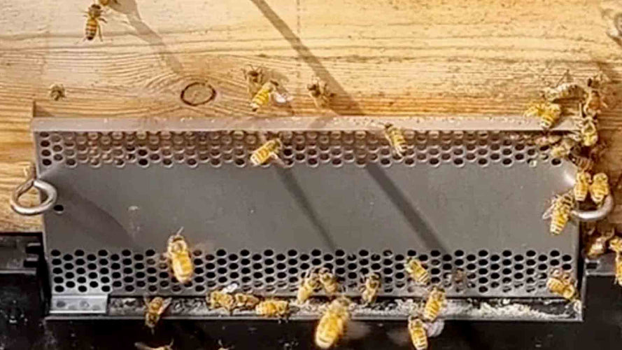 RobberGards™ – Stop Robbing Bees Fast - Small Hive Beetle Treatments collection by Buzzbee Beekeeping Supplies