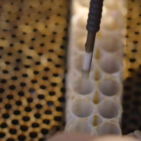 Chinese Retractable Grafting Tool with Bamboo or Plastic Tip (10 Pack) - Queen Bee Grafting collection by Buzzbee Beekeeping Supplies