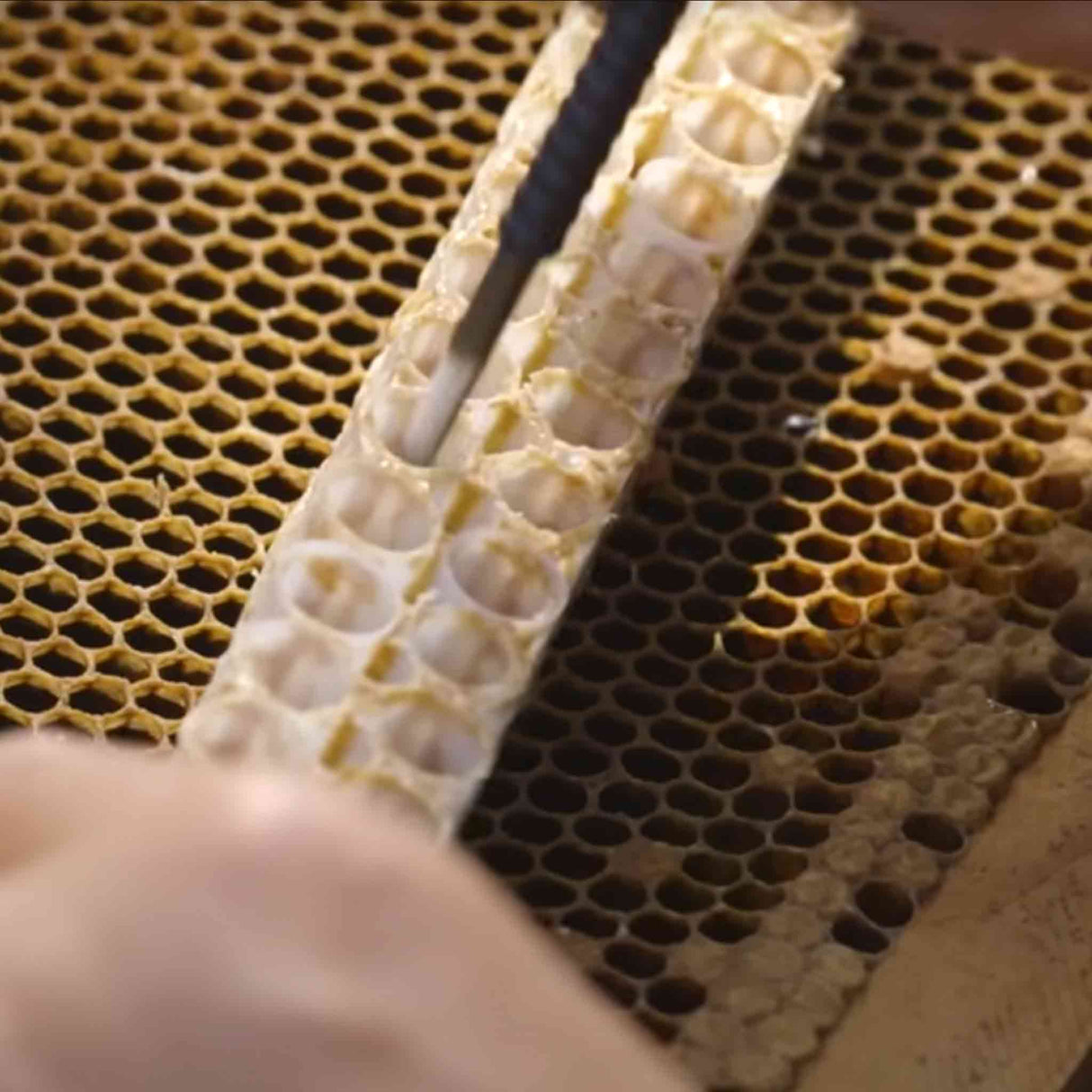 Chinese Retractable Grafting Tool with Bamboo or Plastic Tip (10 Pack) - Queen Bee Grafting collection by Buzzbee Beekeeping Supplies