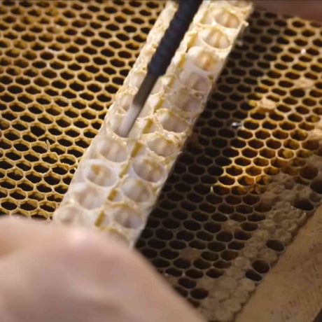 Chinese Retractable Grafting Tool with Bamboo or Plastic Tip (10 Pack) - Queen Bee Grafting collection by Buzzbee Beekeeping Supplies