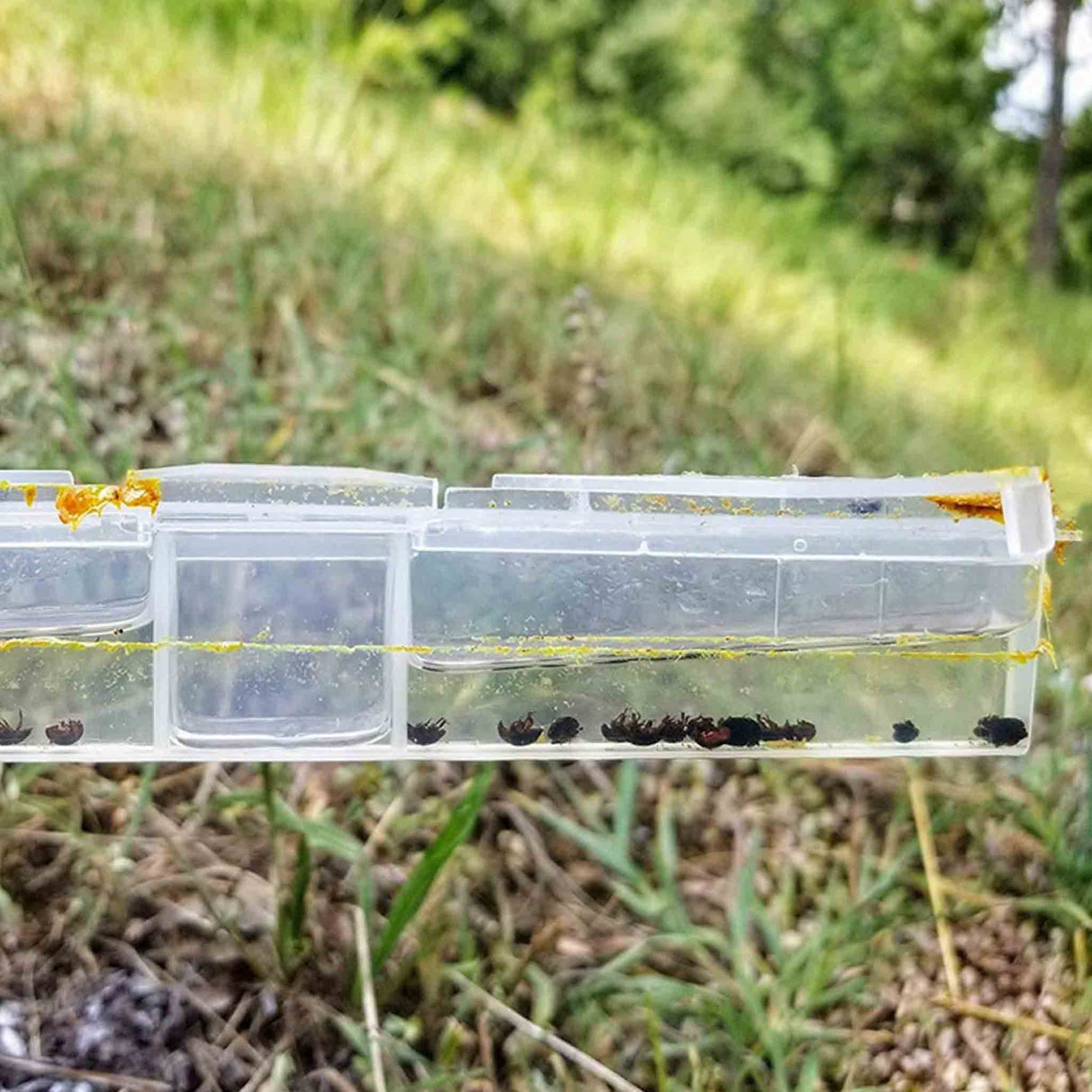 Clip-on Small Hive Beetle (SHB)Traps, to be attached to Beehive Brood Frames (Pack 10) - Health collection by Buzzbee Beekeeping Supplies