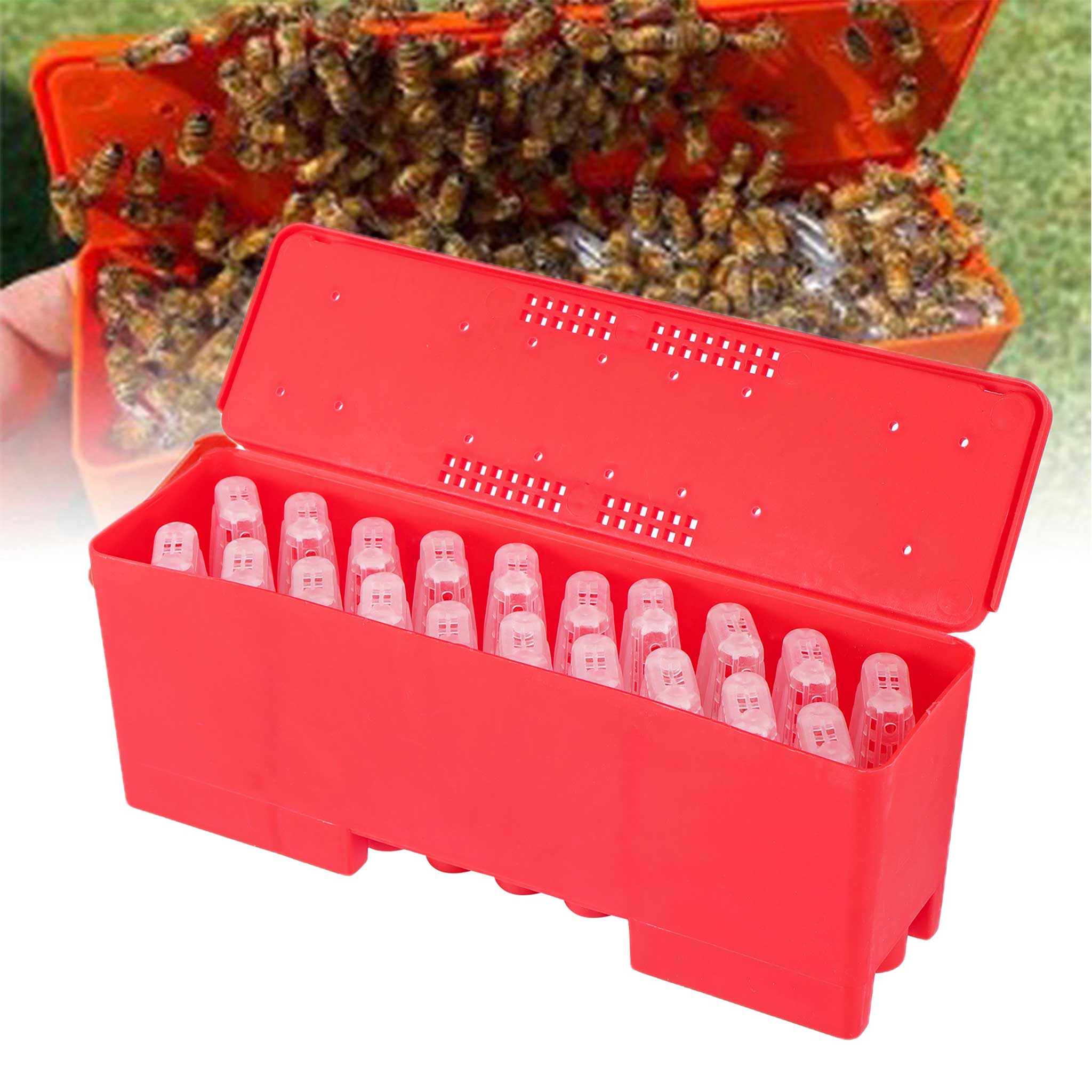Queen Bee Battery Multi-cage Holder including 20 Cages - Queen collection by Buzzbee Beekeeping Supplies