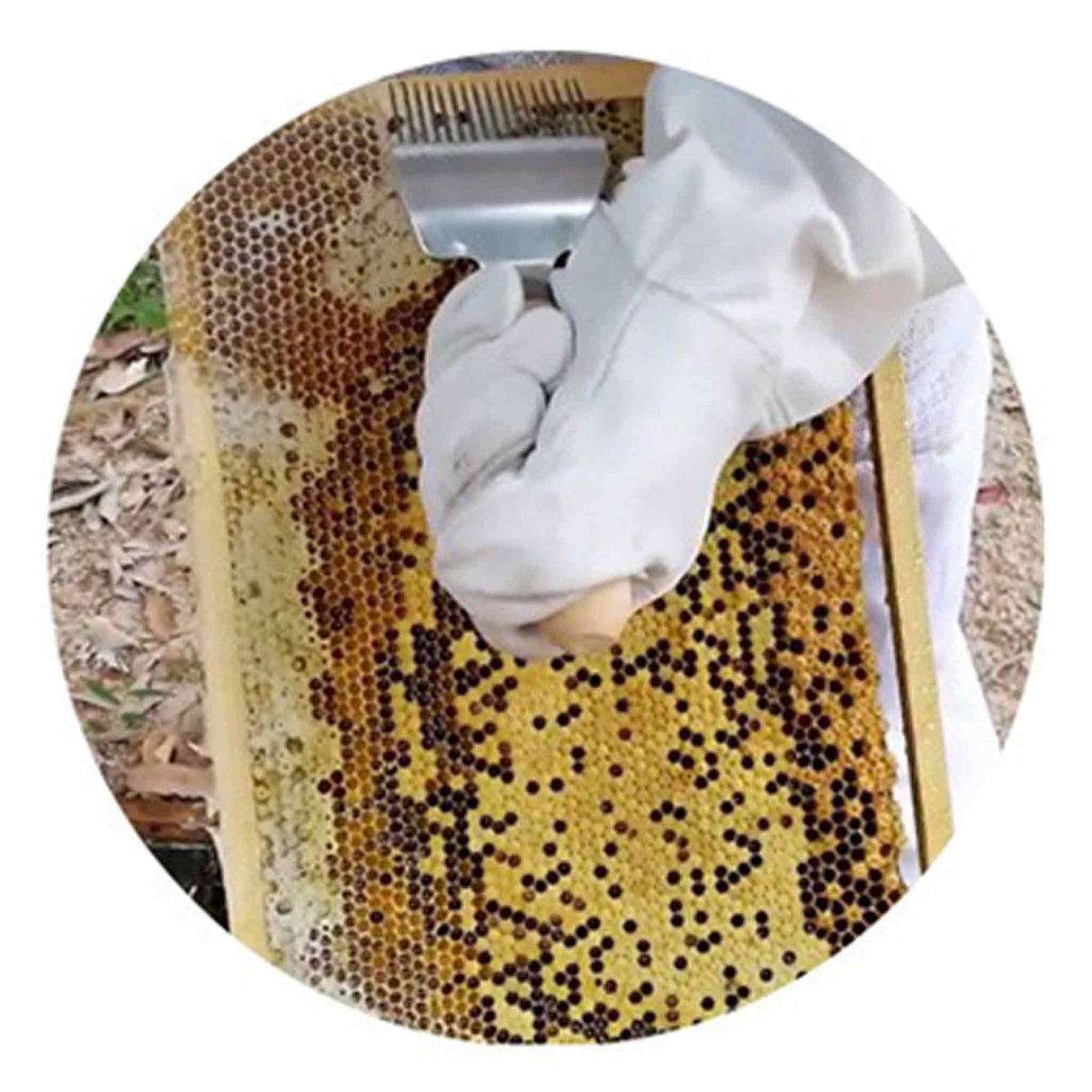 Uncapping Fork with Stainless Steel Needles and Wooden Handle - Processing collection by Buzzbee Beekeeping Supplies