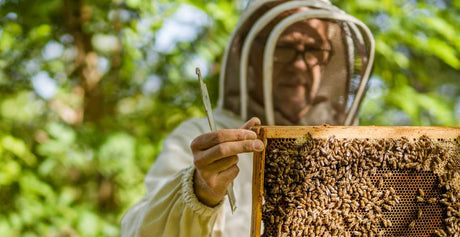 How to Start Beekeeping in Australia: Complete Beginner’s Guide