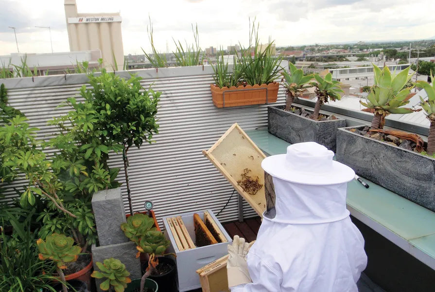 Apartment Beehives - Buzzbee’s Guide To Setting Up A Beehive In Your Melbourne Apartment