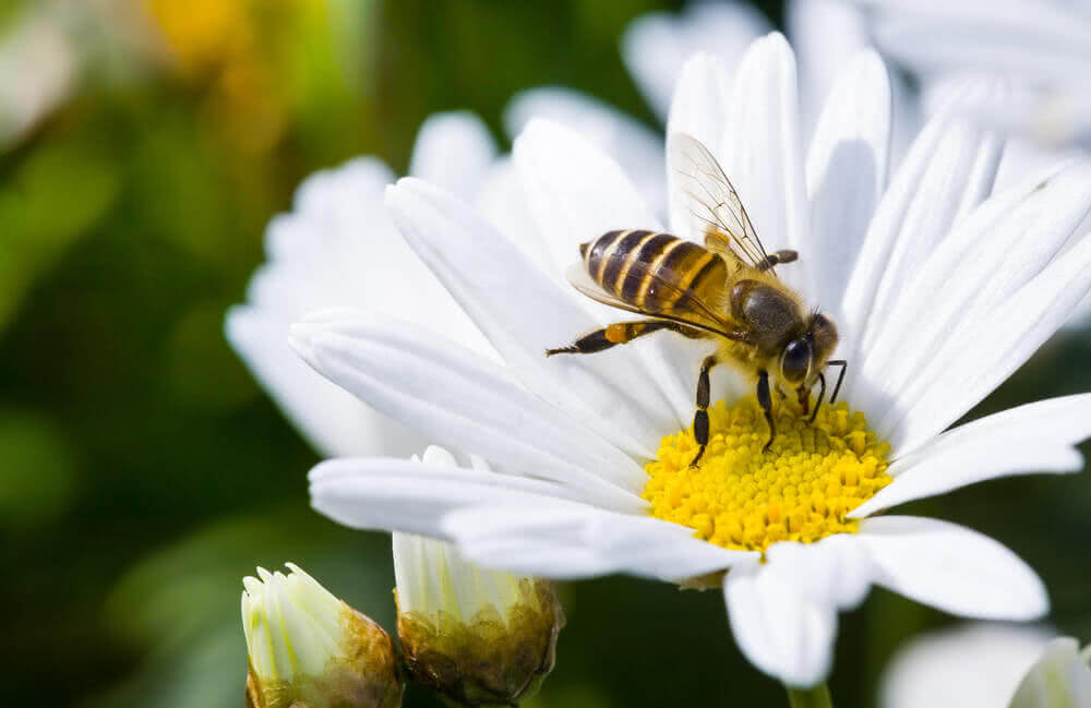 Honey bee flowers discount