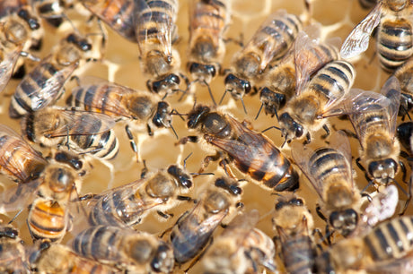 Do you need a queen bee for your bee hive?