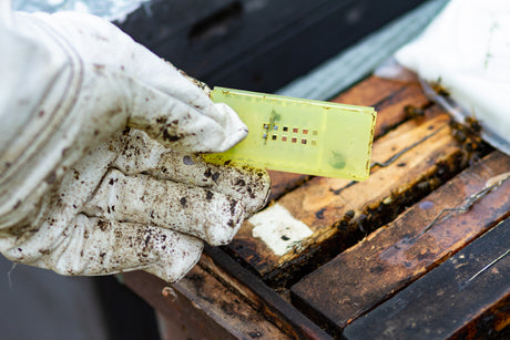 Methods of Introducing a Queen Bee to a Beehive