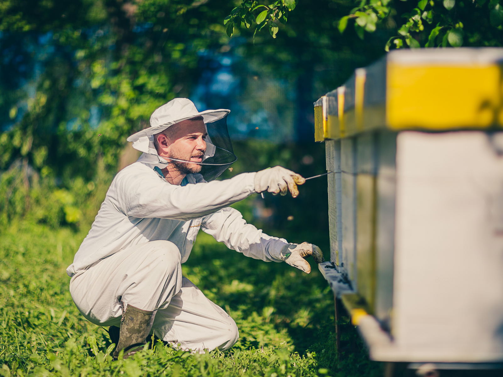 How To Start A Beehive At Home - Everything You Need To Build A Beehive