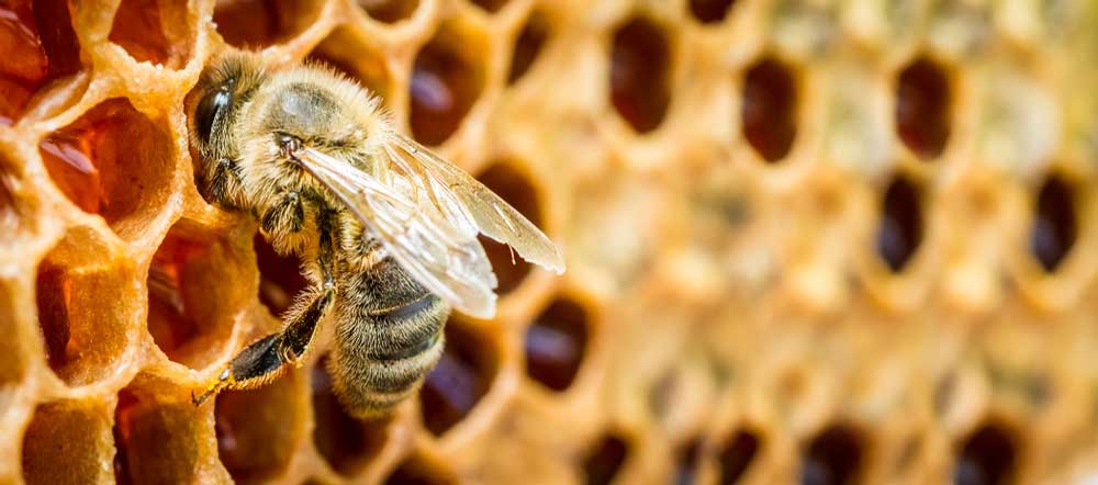 Bee feeding on honey comb, buzzbee beekeeping