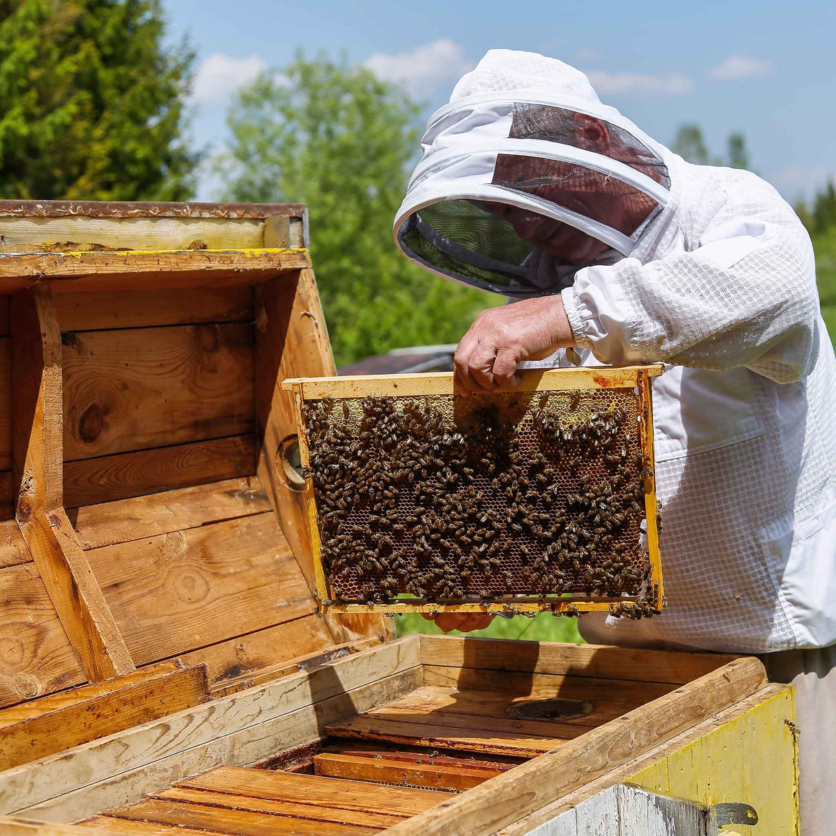 Choosing between a Beekeeping Suit or a Jacket for working with bees?