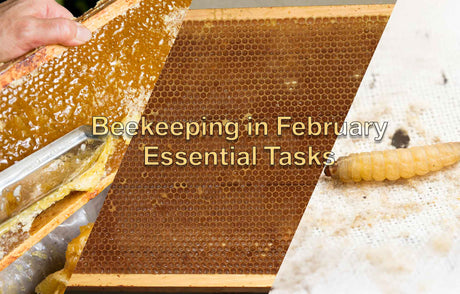 Beekeeping in February: Essential Tasks for Australian Beekeepers