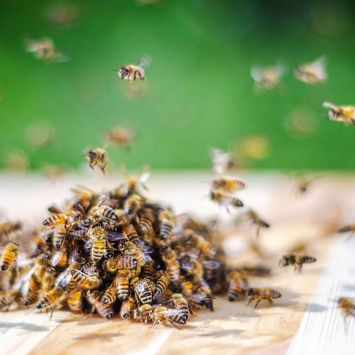 Feeding Bees During Dearth and Drought: A Lifeline for Your Hive ...