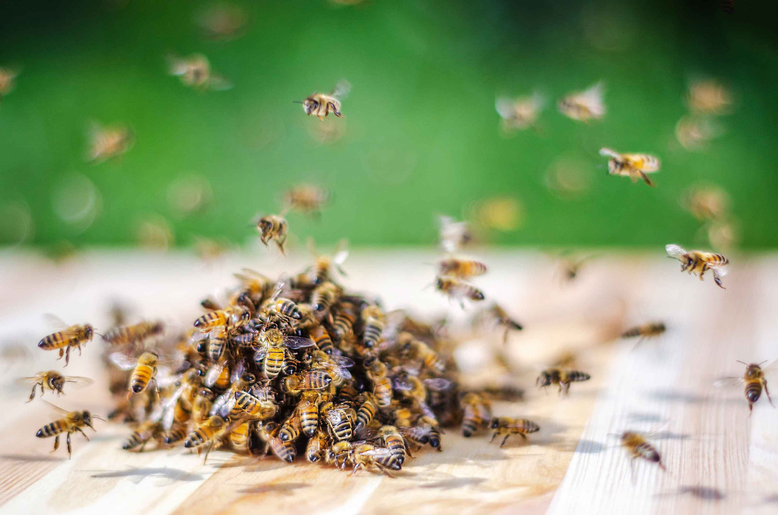 Feeding Bee robbing honey off dip stick from Buzzbee Beekeeping