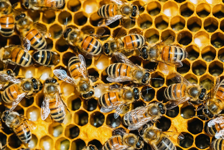 What's Typically Included in a Beekeeping Starter Kit for Australian Beginners (And What to Buy First)