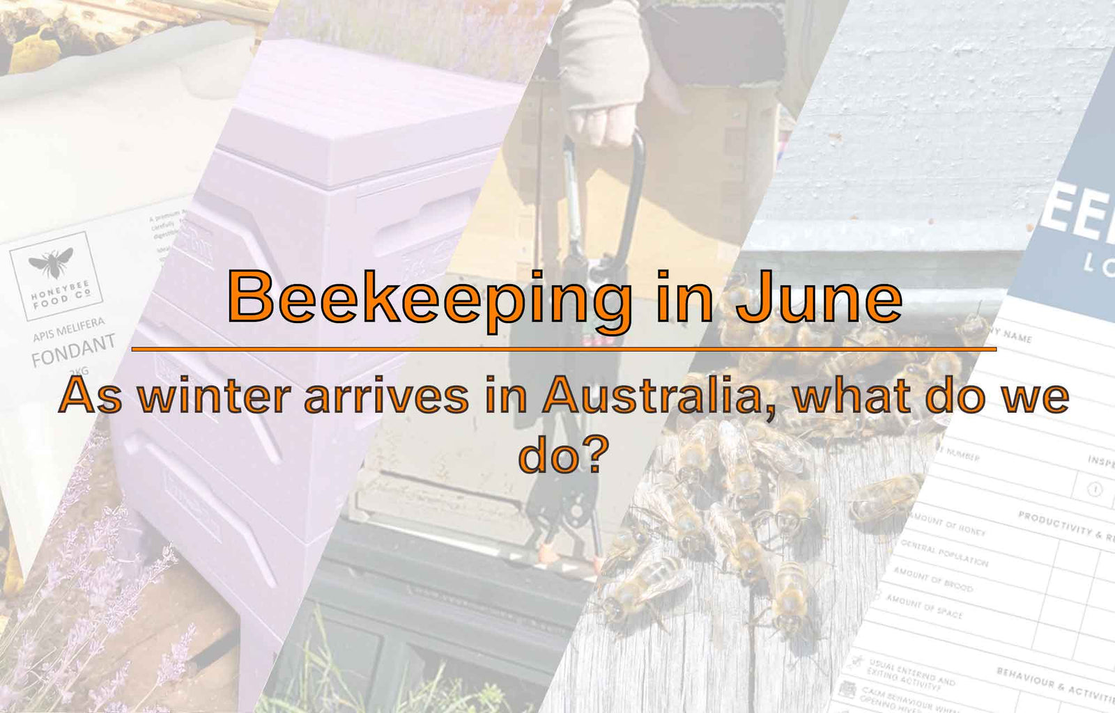 Beekeeping in June: As winter arrives in Australia, what do we do as a Beekeeper?