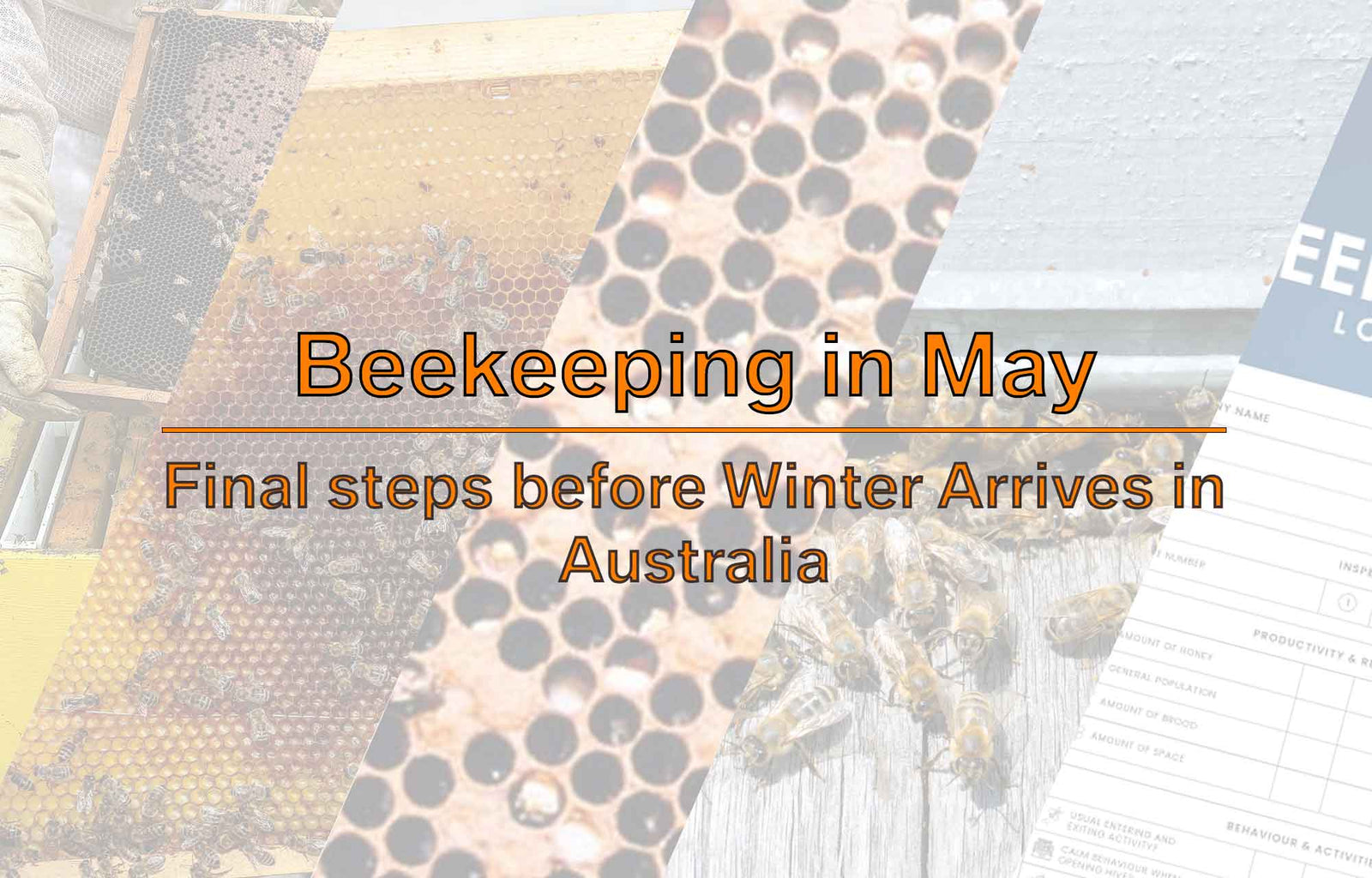 Beekeeping in May: Final steps before Winter Arrives in Australia