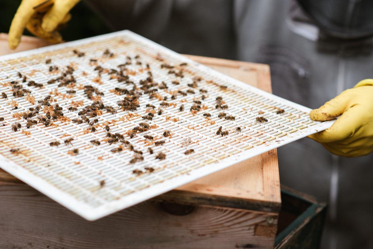 Varroa Treatments in Australia: Your Questions Answered