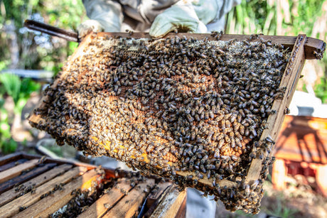 How Many Beehives Do You Need to Start a Beekeeping Business in Australia?