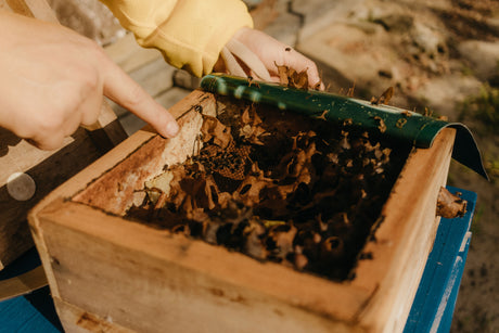 Paradise Hive Insulation: Why It Makes Such a Difference for Australian Beekeepers