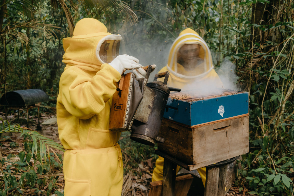 Formic Acid in Beekeeping: How Formic Pro Helps Australian Beekeepers Control Varroa Mites