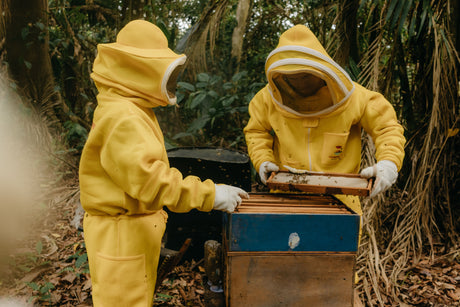 Tropilaelaps mercedesae (“Tropi”): What Australian Beekeepers Need to Know