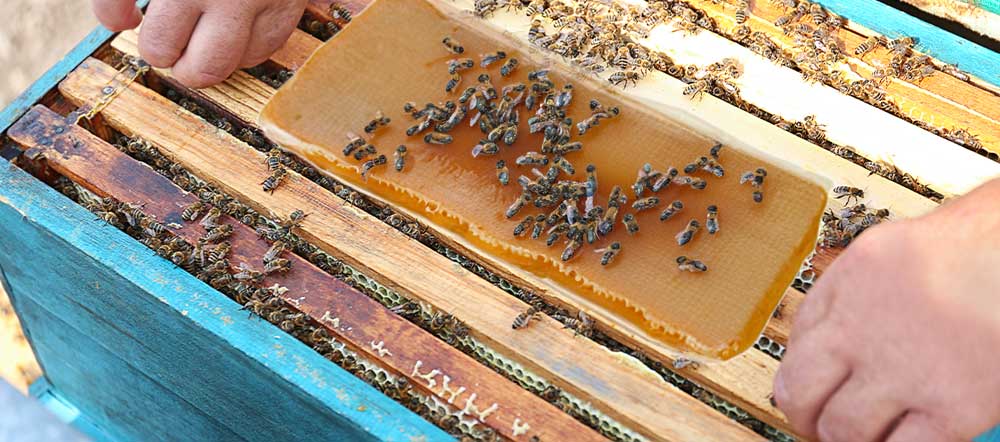 How to Make a Pollen Patties for your Honey Bees? β Buzzbee Beekeeping