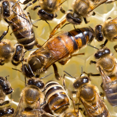 Preparing Your Bees for Winter: Essential Steps Every Australian Beekeeper Should Take