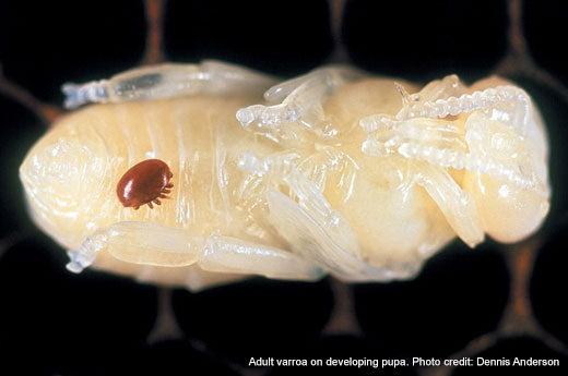 Varroa Mites in Australia