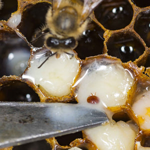 Varroa Equipment & Products