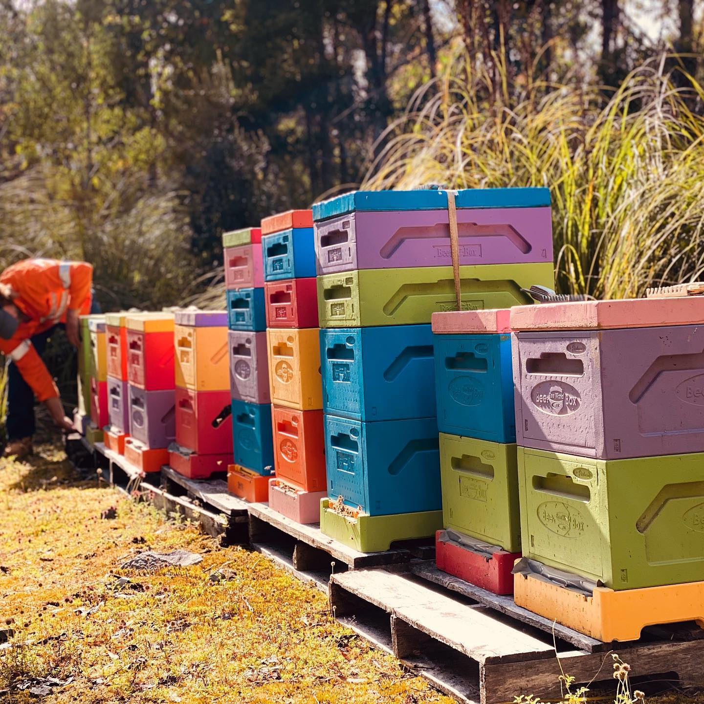 bee keeping