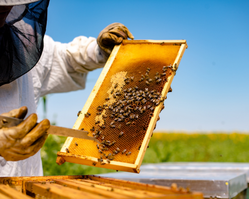 beekeeping Australia