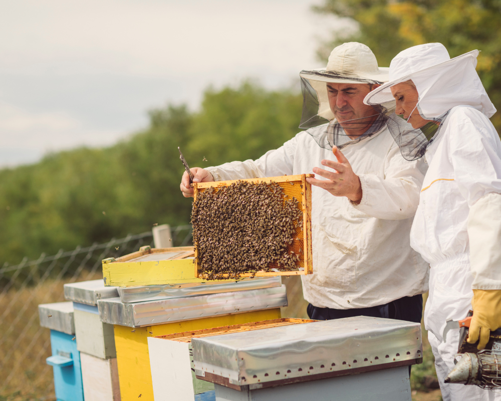 bee keeping