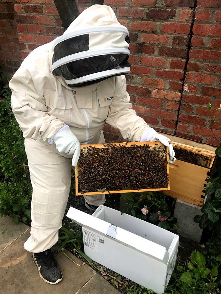 How To Start A Beehive At Home Everything You Need To Build A Beehiv