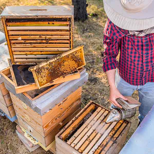 Buzzbee Beekeeping Supplies - Australia