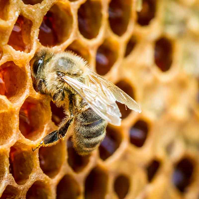 beekeeping