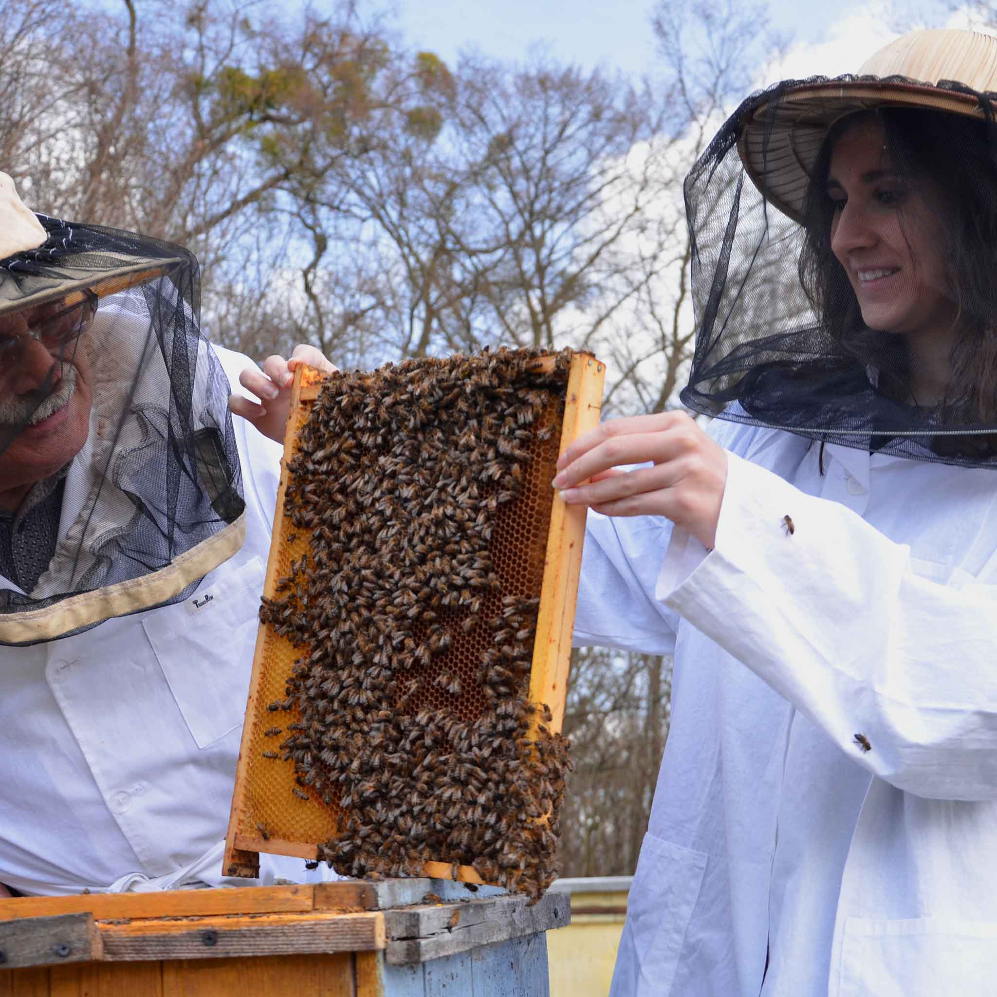 beekeeping Australia